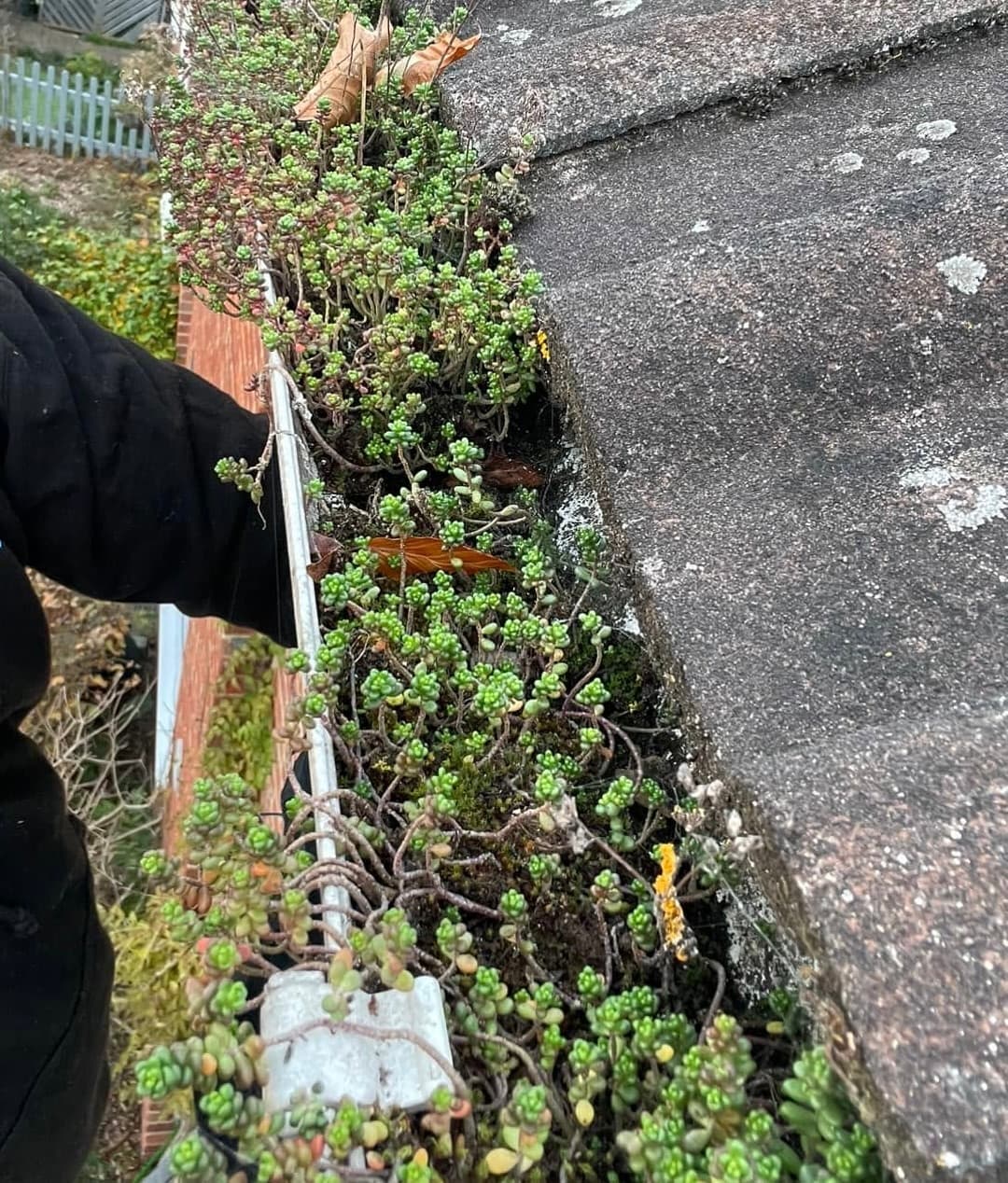 Green succulents and moss overflowing from a roof gutter beside weathered grey roof tiles.