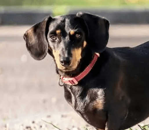 A black and tan dachshund with long floppy ears wearing a red collar outdoors.